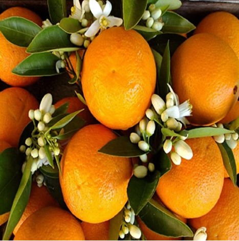 Orange Patchouli Fragrance Oil