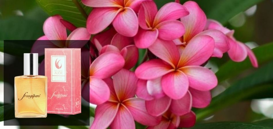 Frangipani