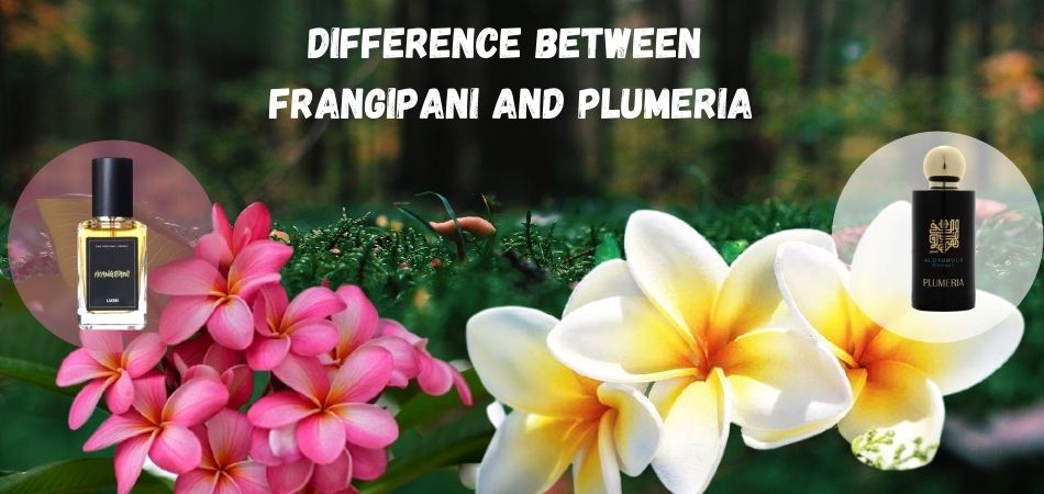 difference Between Frangipani And Plumeria