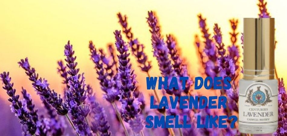 What does lavender 
smell like